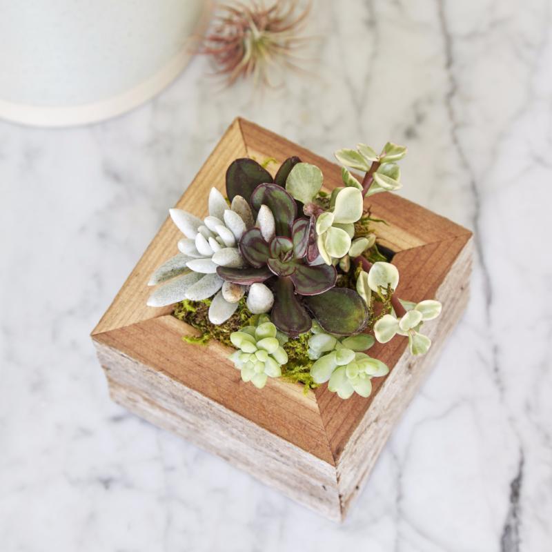 Succulent Planter Small