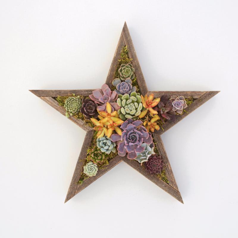Succulent Star Redwood Kit