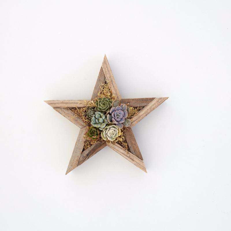 Succulent Star Redwood Kit