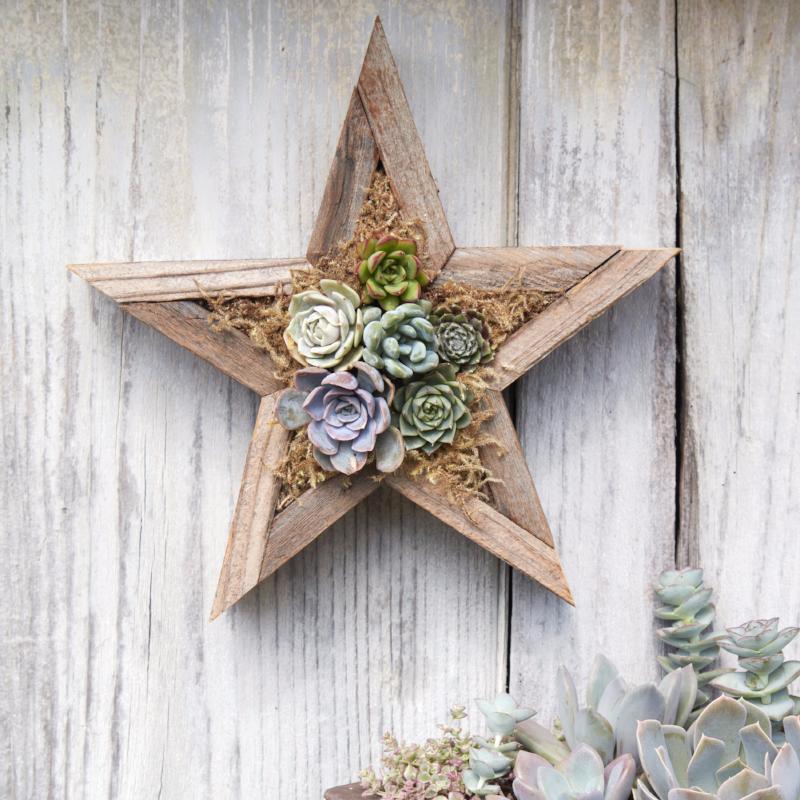 Succulent Star Redwood Kit