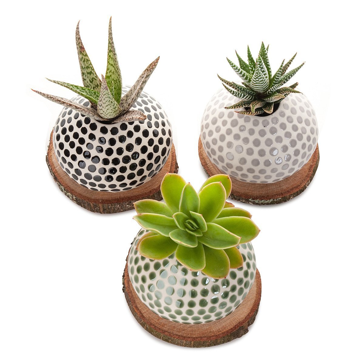 Succulent Spots Planter