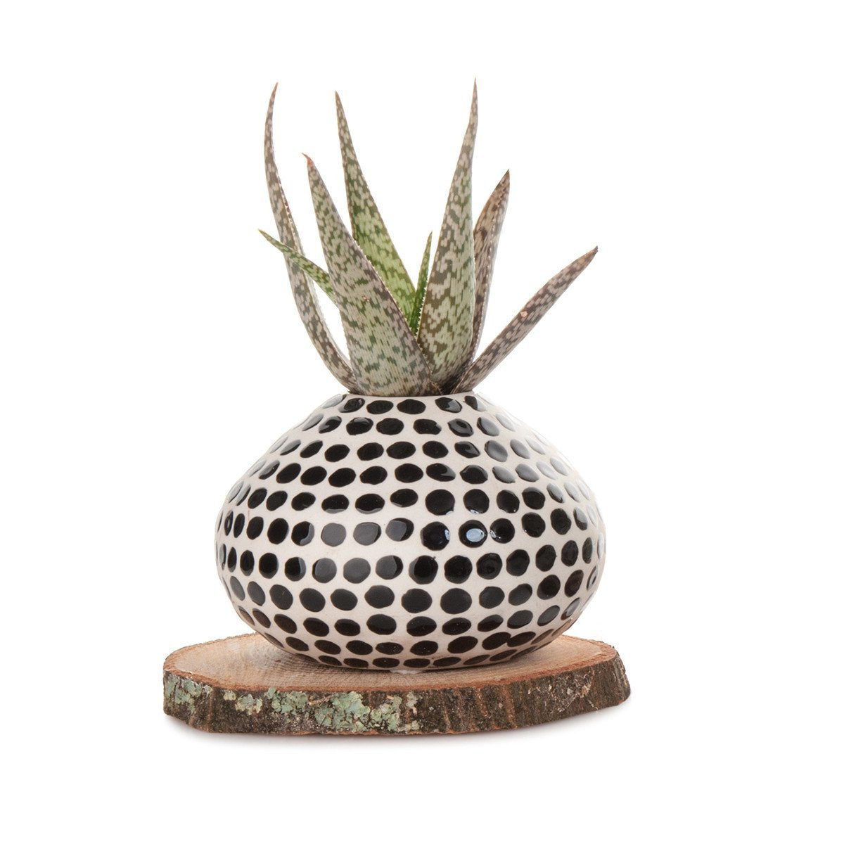Succulent Spots Planter
