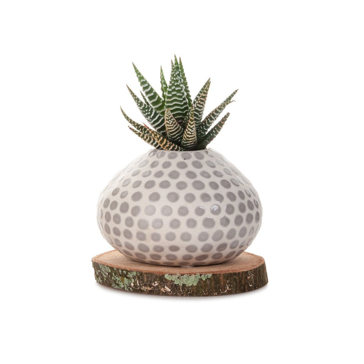 Succulent Spots Planter