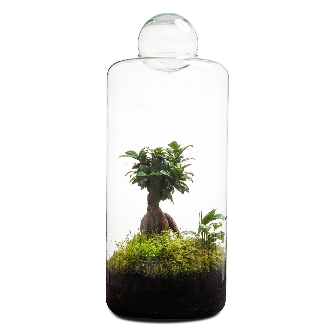 Super Size Garden Of Eden Terrarium