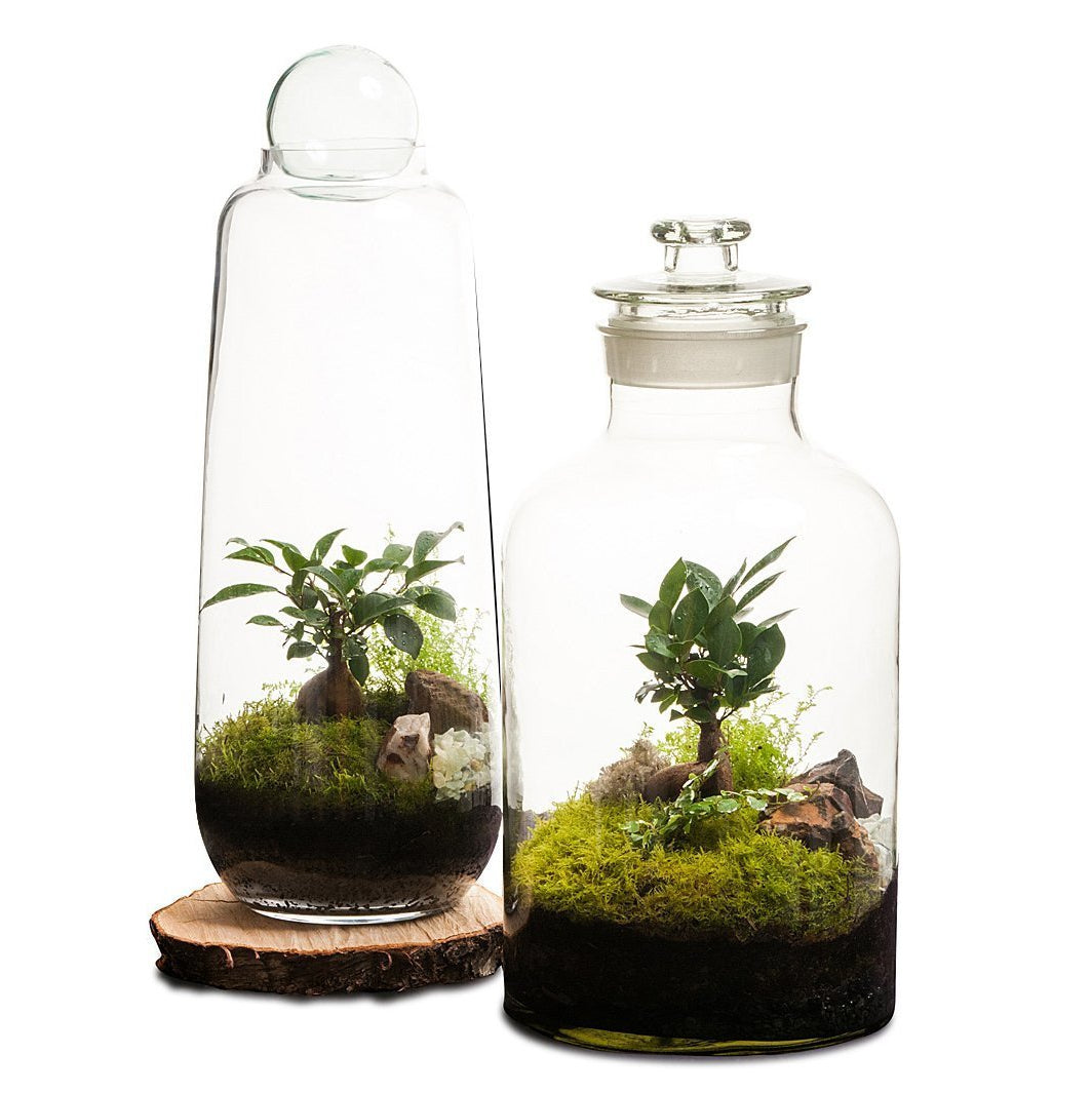 Tall Capsule Terrarium