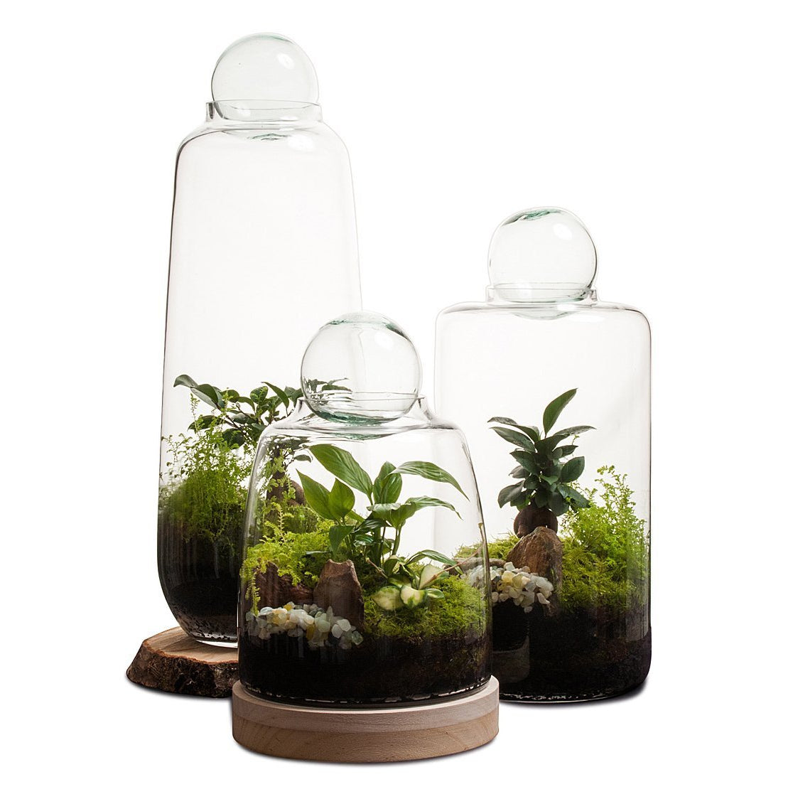 Soho Terrarium