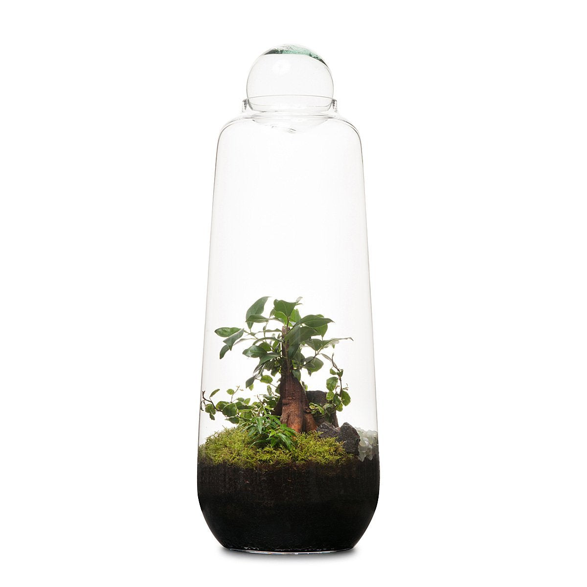Tall Capsule Terrarium