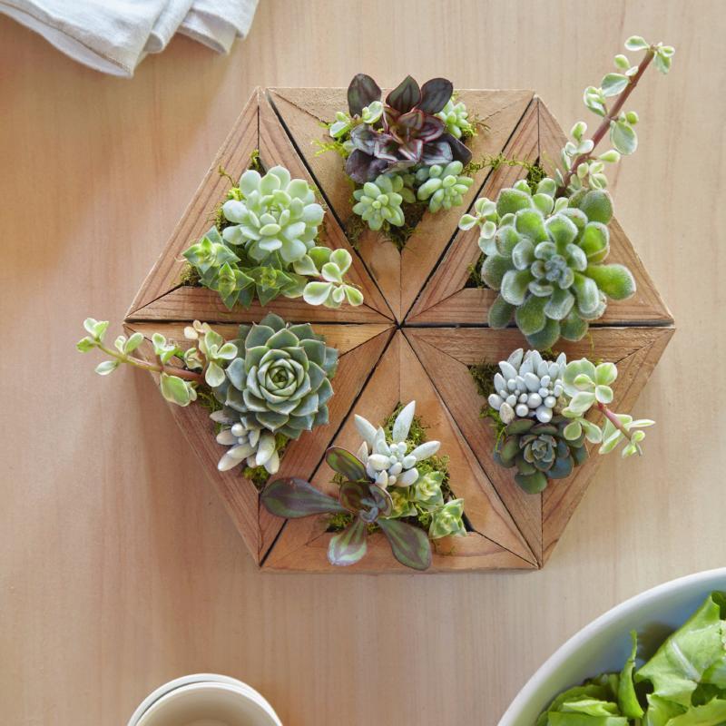 Succulent Triangle Planter Kit