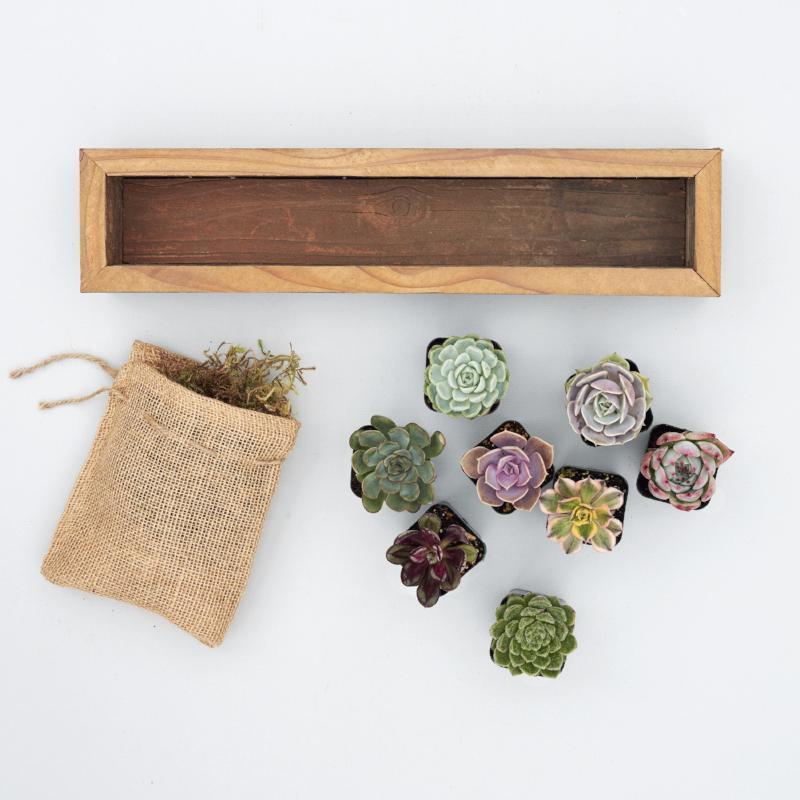 Succulent Trough Kit