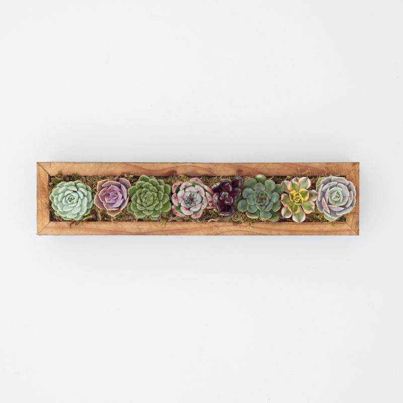 Succulent Trough Kit