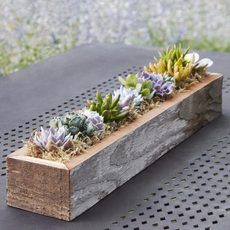 Succulent Trough Kit