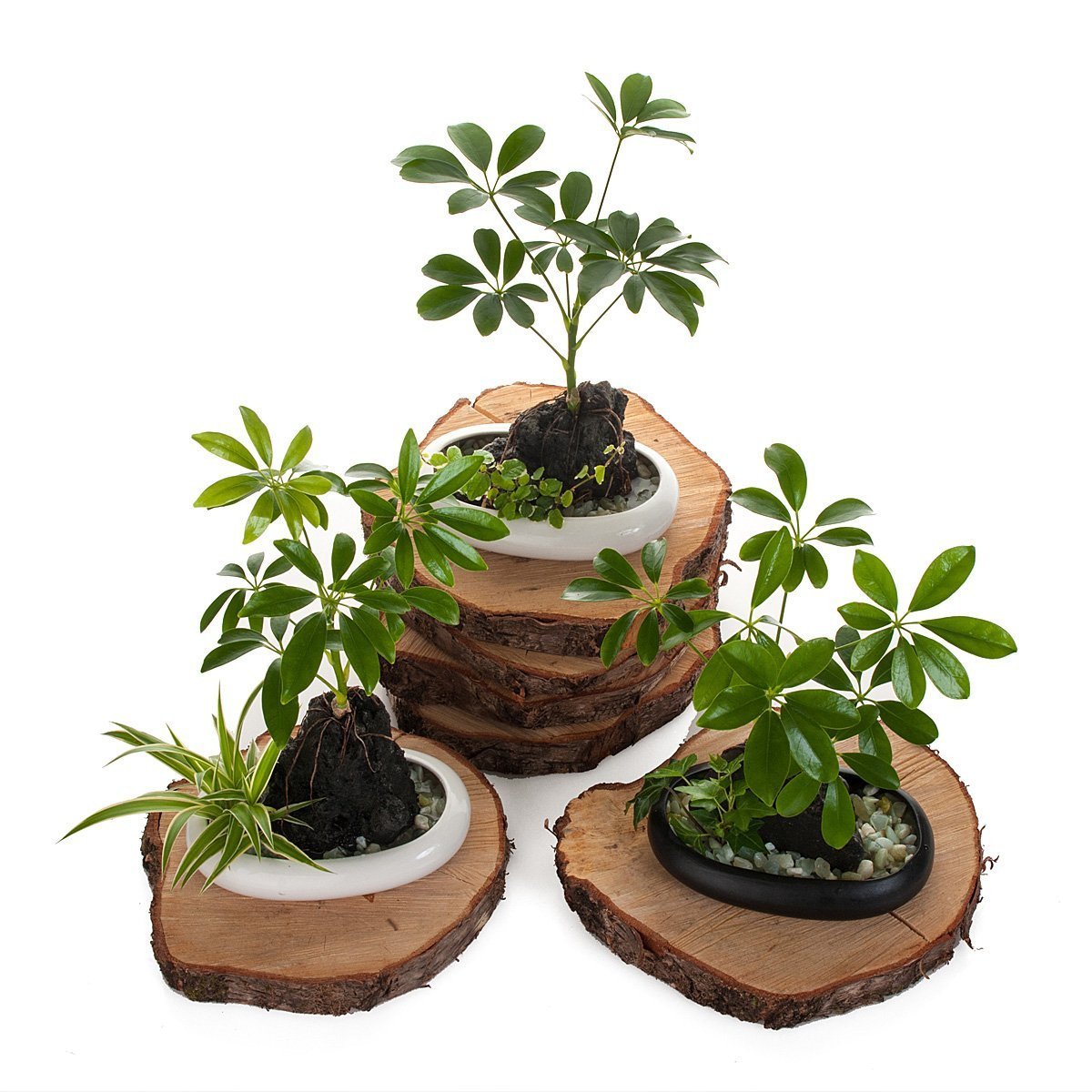 Volcanic Life - Umbrella Tree