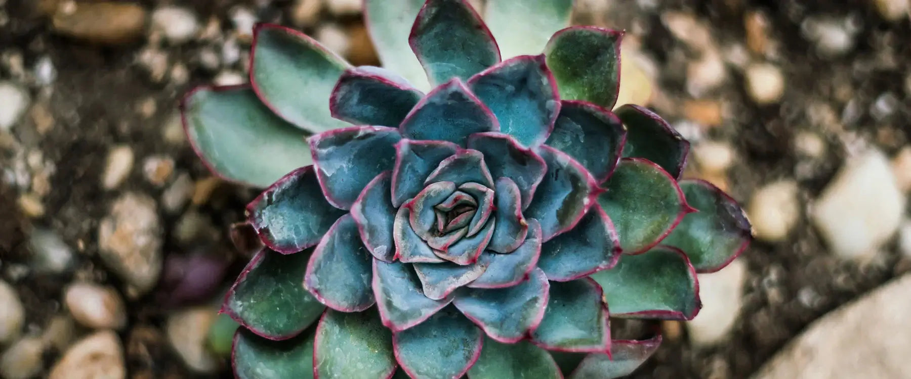 How to Water your Succulent