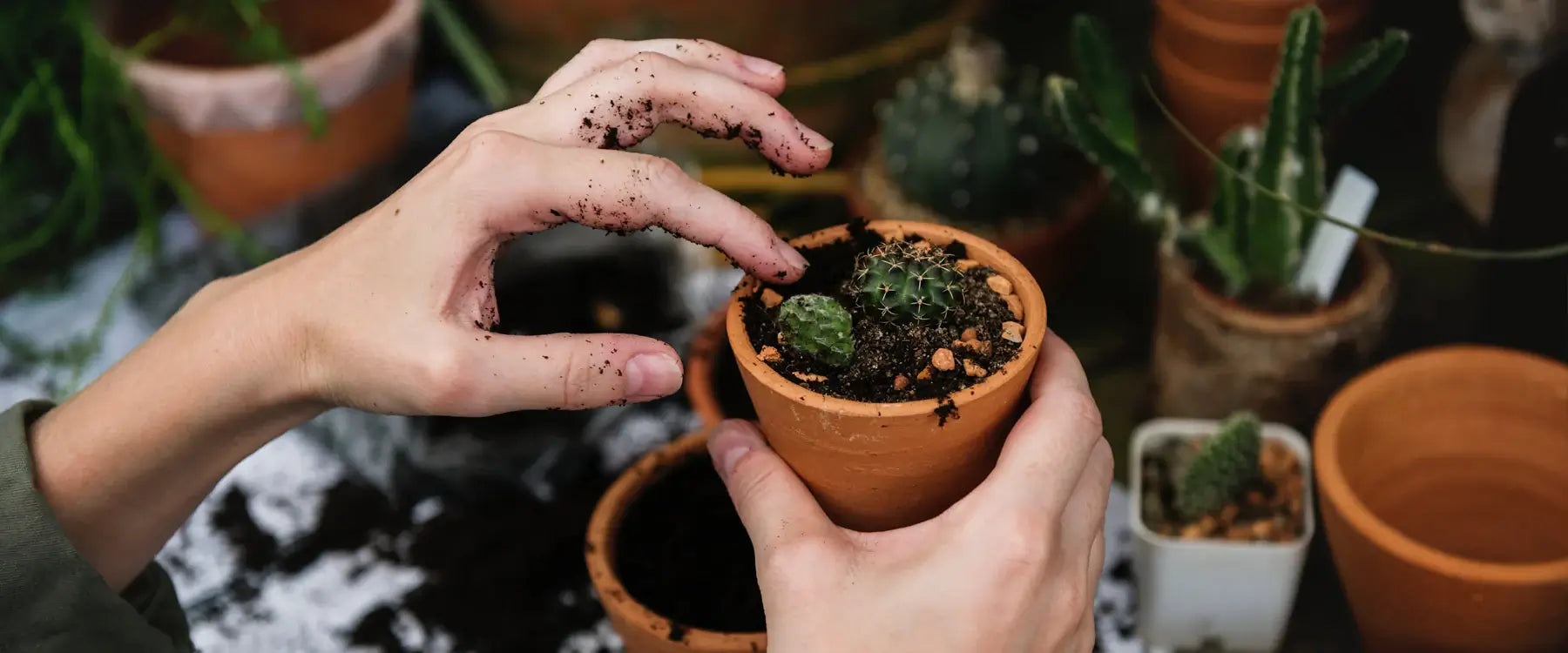 Maintaining your Terrarium