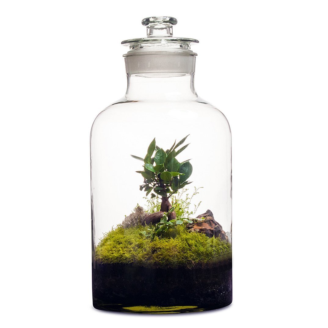 15L Apothecary Terrarium