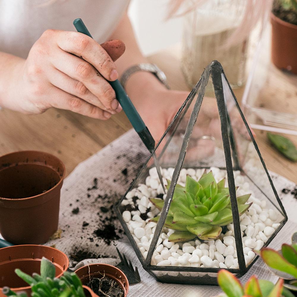 Atelier : Construisez votre propre terrarium