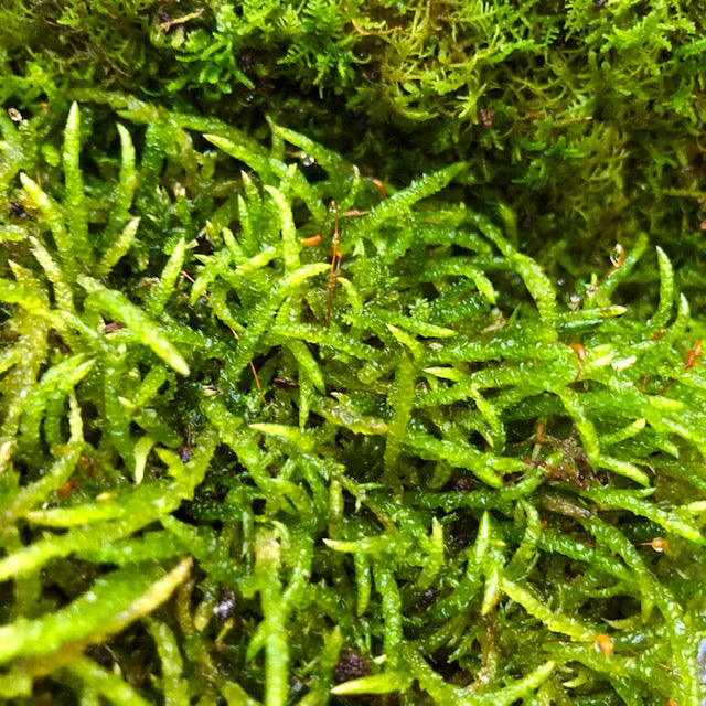 Musgo de Terrário Vivo