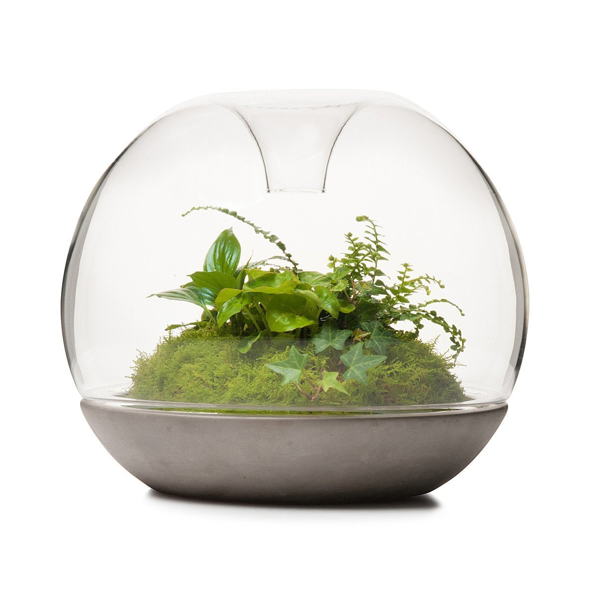 Biodome Regenwoud Terrarium