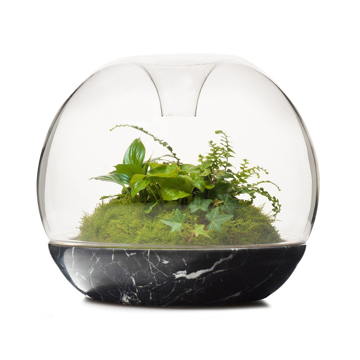 Terrarium de forêt tropicale Biodome en marbre noir