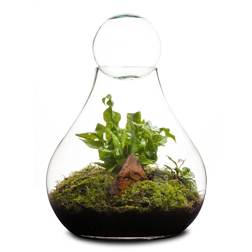 Bulb Terrarium
