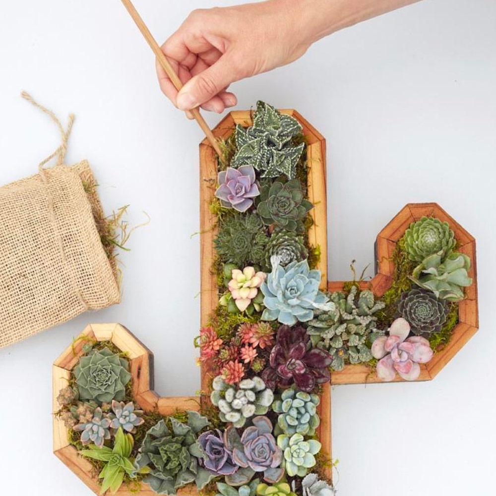 Workshop: Planten van je vetplant kit