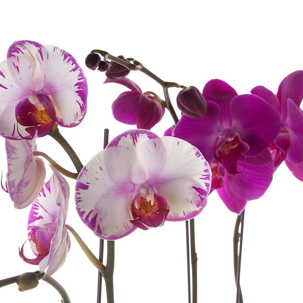 Classic Phalaenopsis Orchid Planter