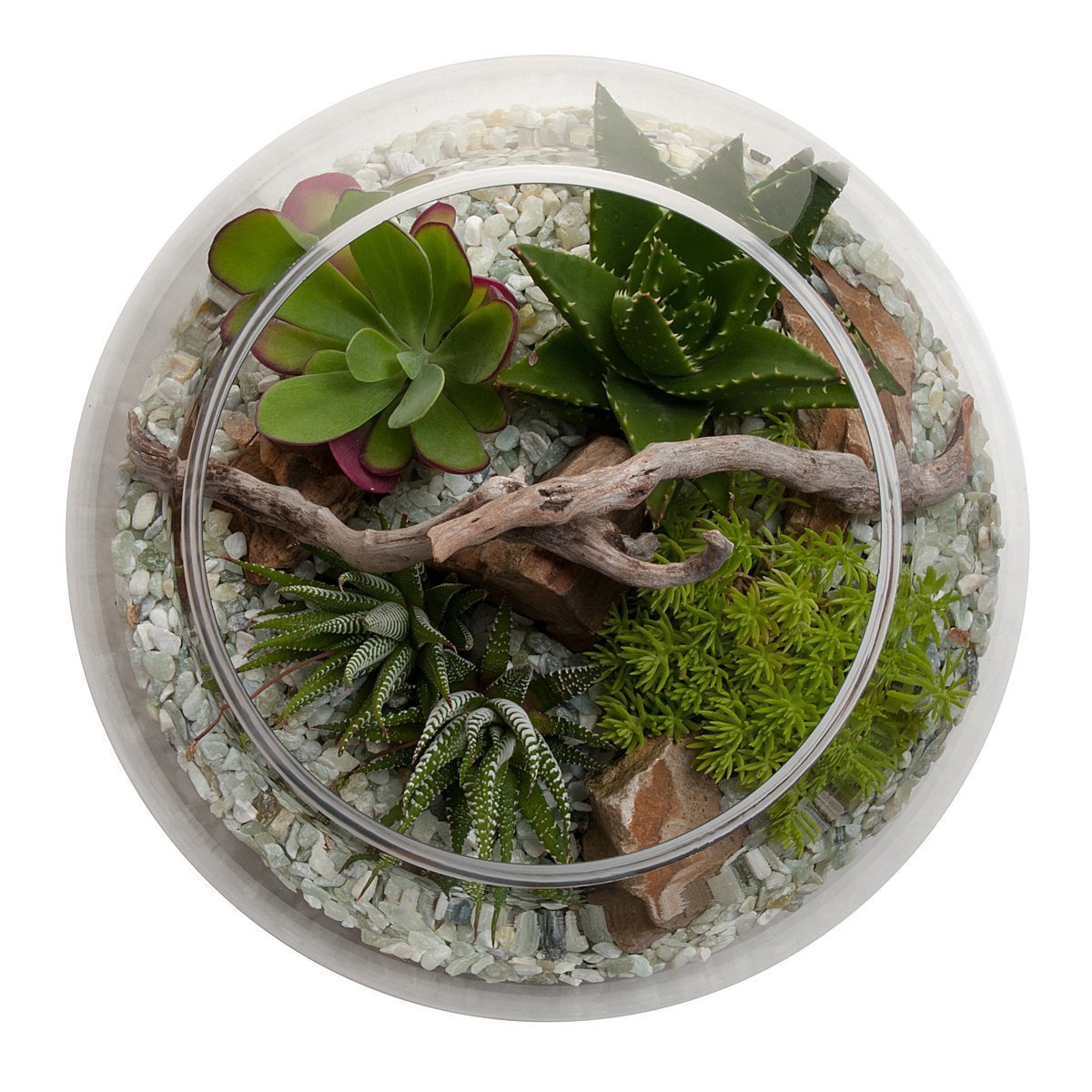 Terrarium bocal à poissons Desertscape