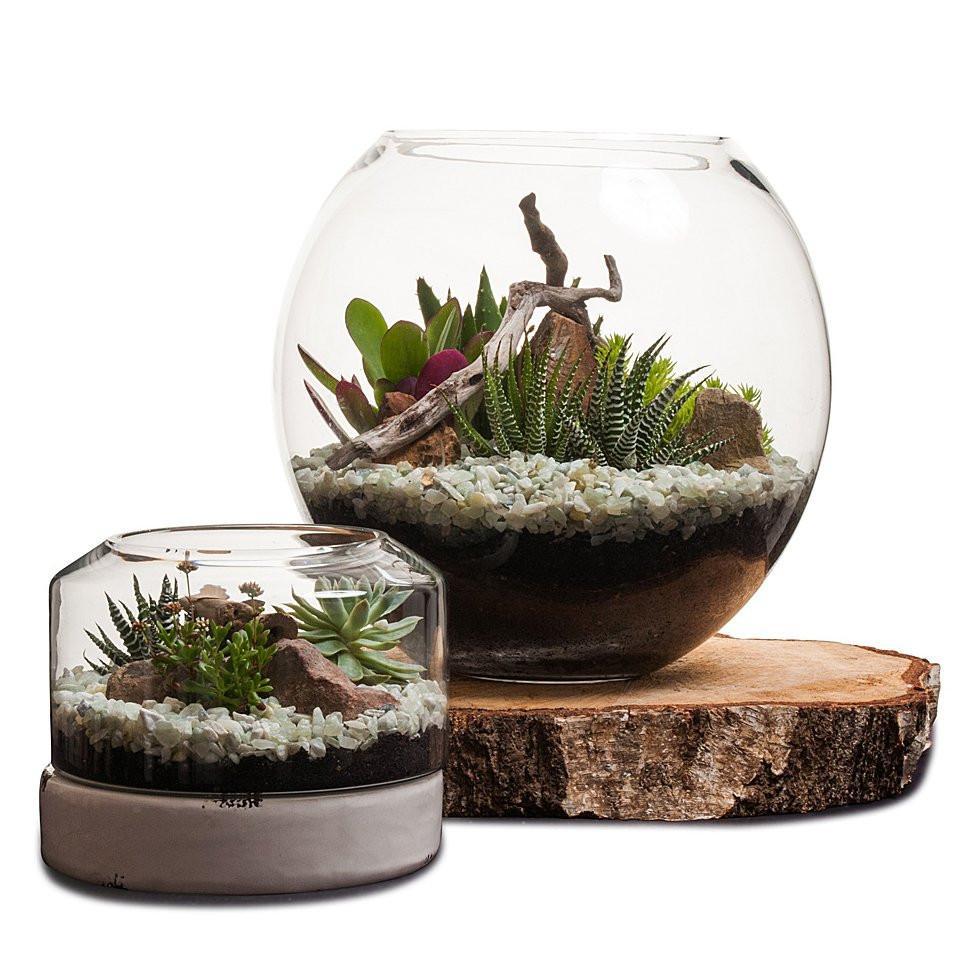 Terrarium bocal à poissons Desertscape