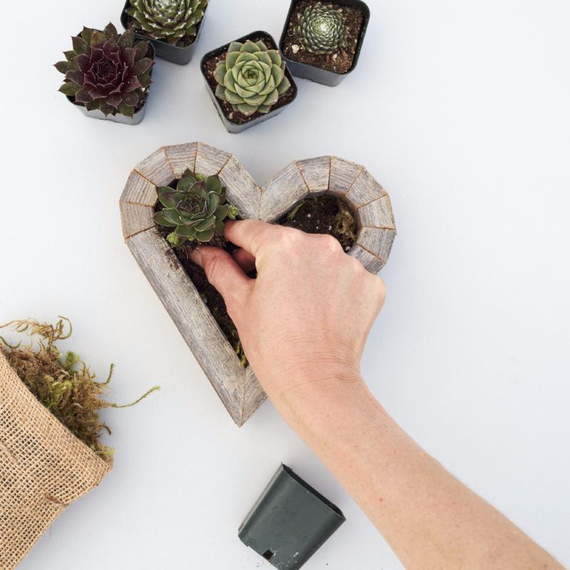 Kit Cuore Succulento di Sequoia