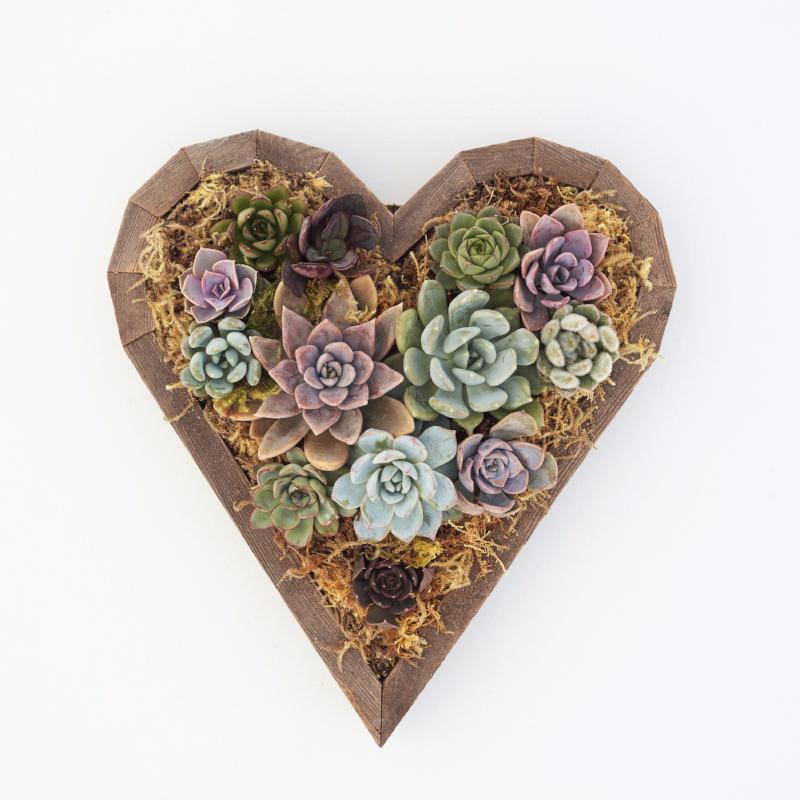 Kit Cuore Succulento di Sequoia