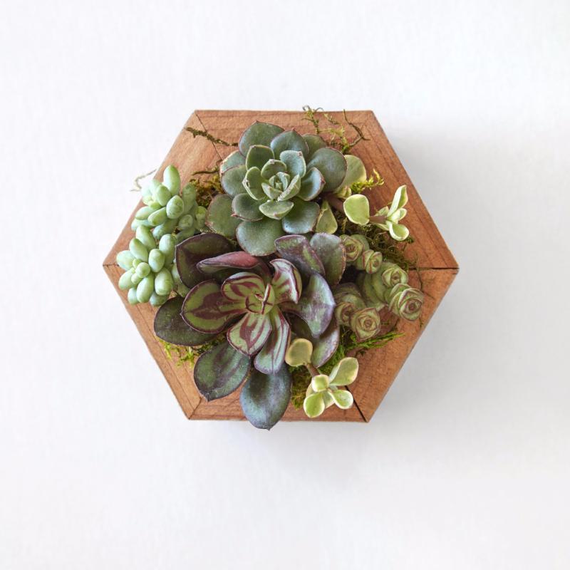 Succulent Hexagon Planter