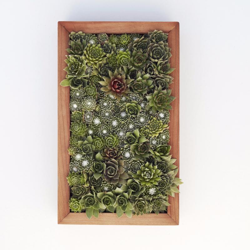 जीवित चित्र किट