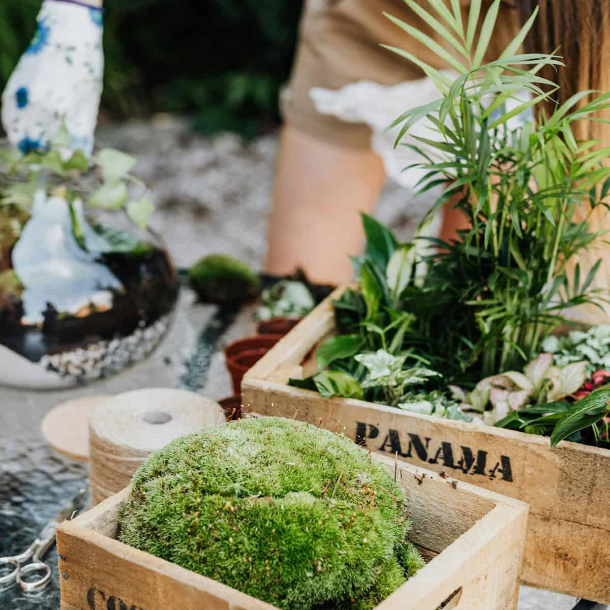 Serviço de Resgate de Plantas