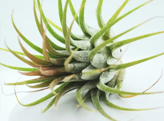 Product gallery air plant 1