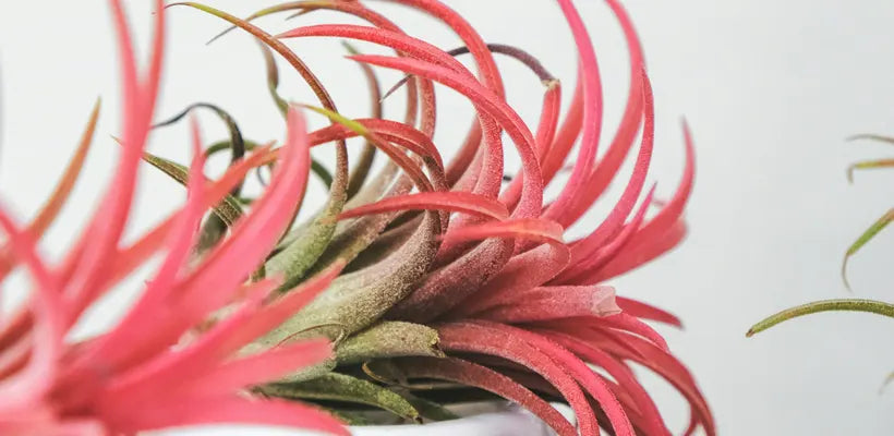 Product gallery air plant 2