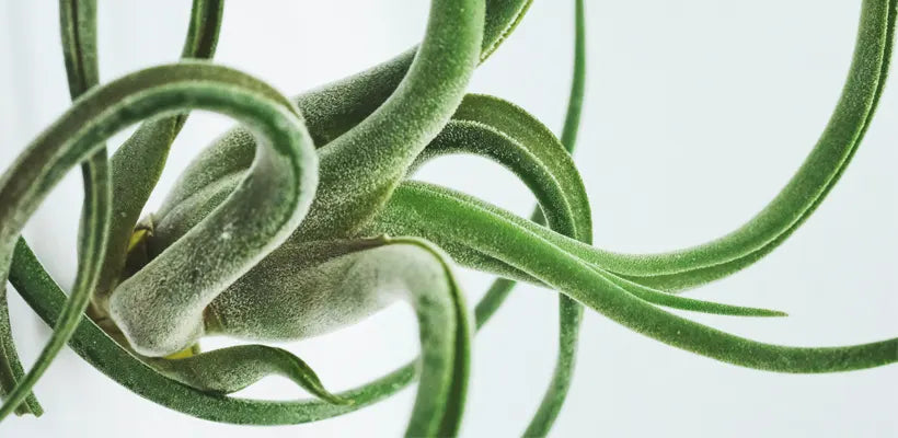 Product gallery air plant 3