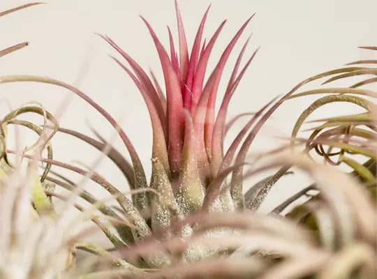 Product gallery air plant 4