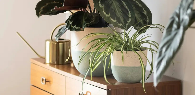 Product gallery planters 2