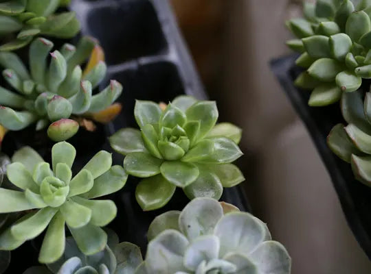 Product gallery succulent 1