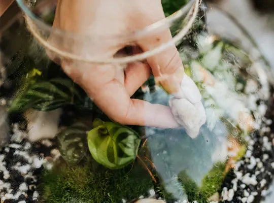 Product gallery terrarium 1