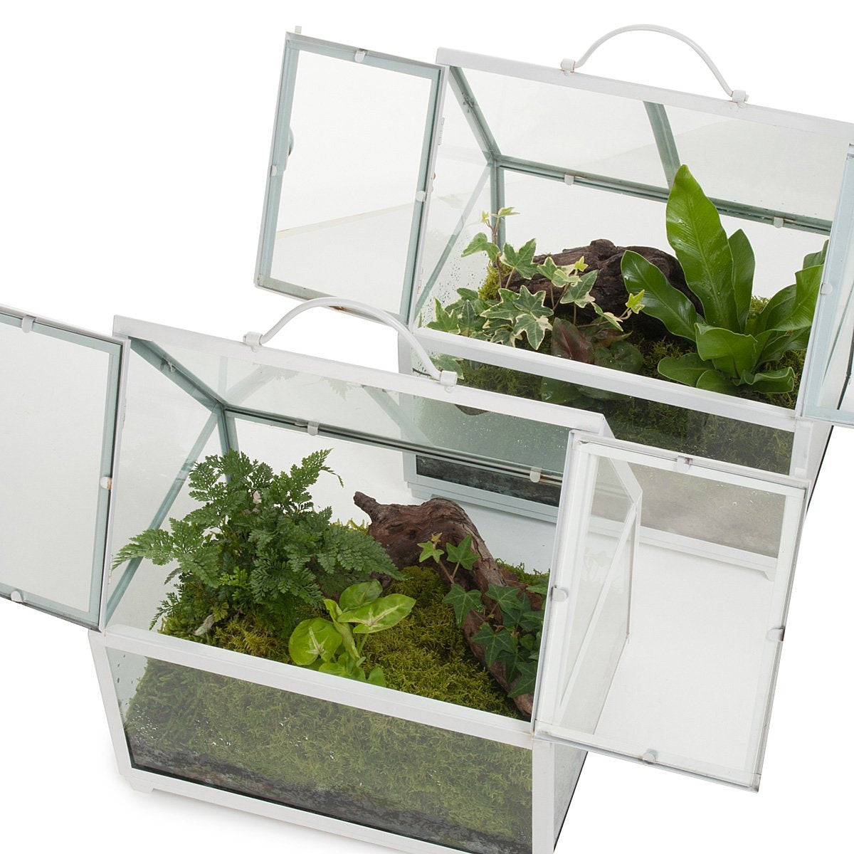 Terrário de Vidro de Floresta Tropical