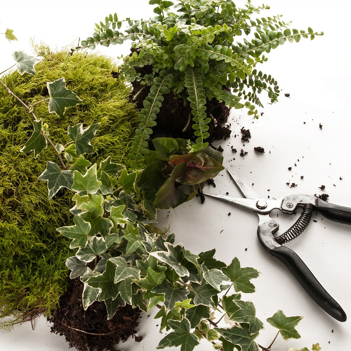 Service de replantation de terrarium