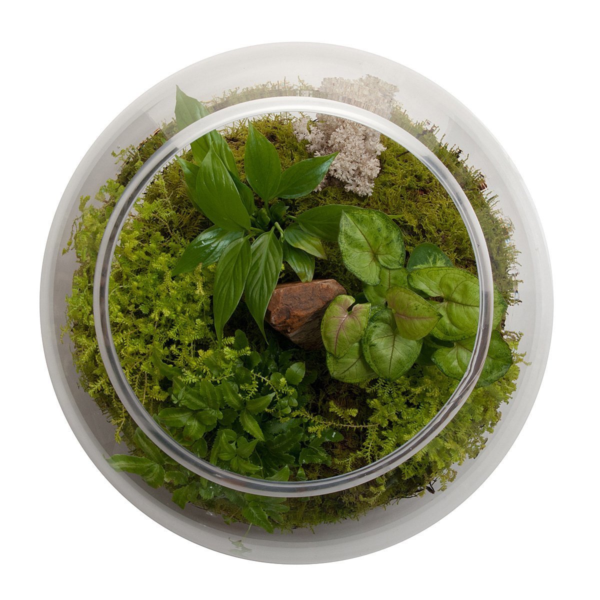 Revival Fishbowl Terrarium