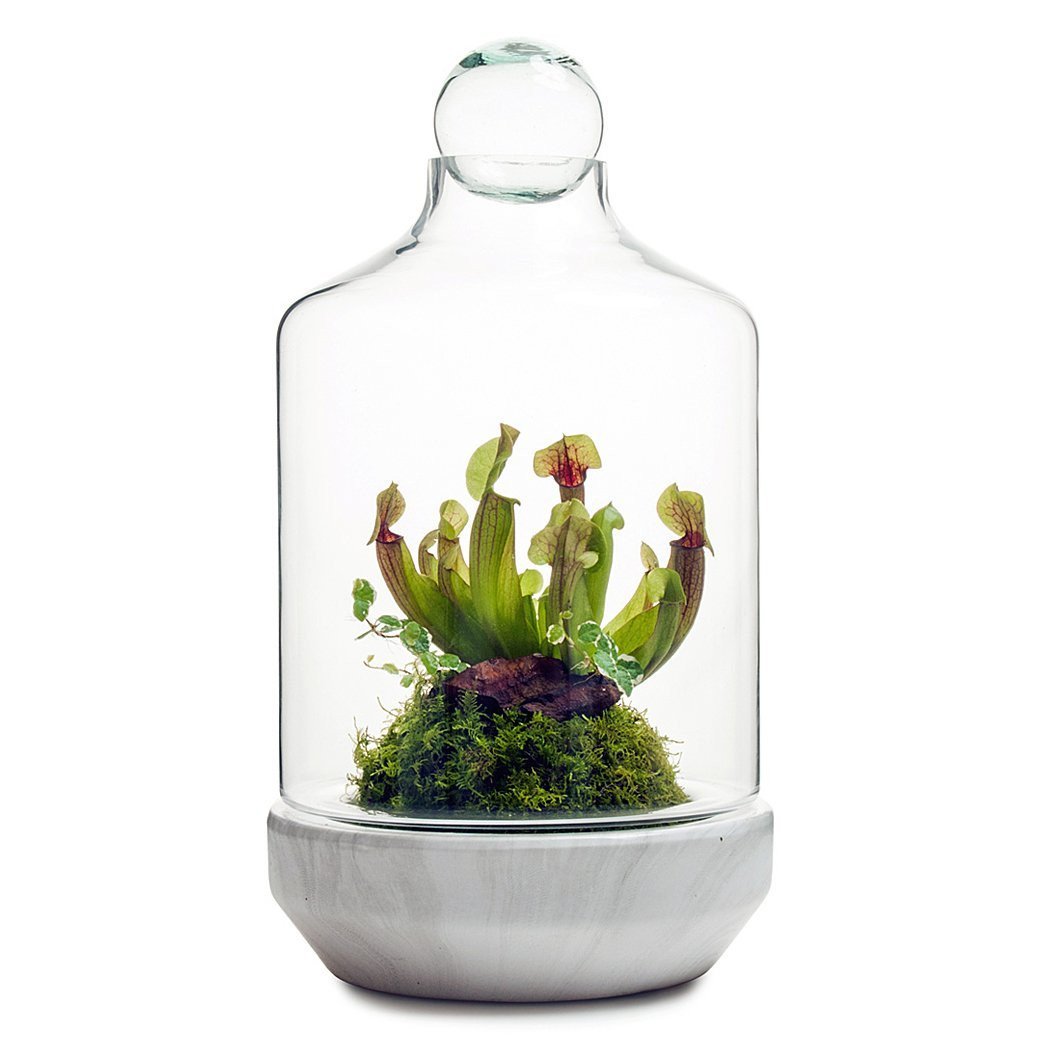 San Jose Terrarium
