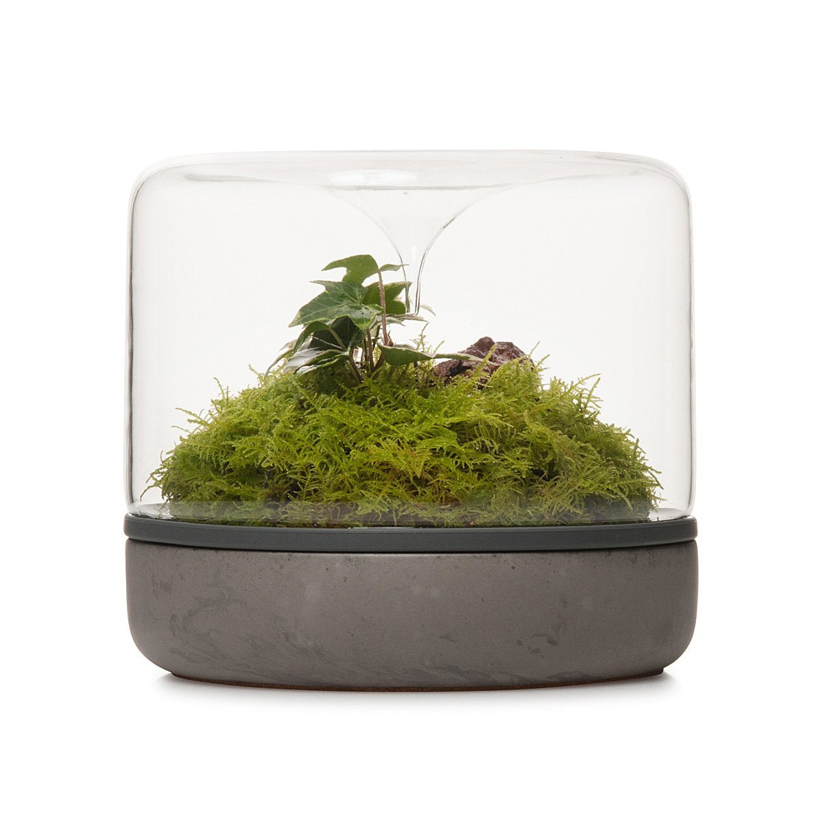 Terrarium de la forêt tropicale Sanctuary