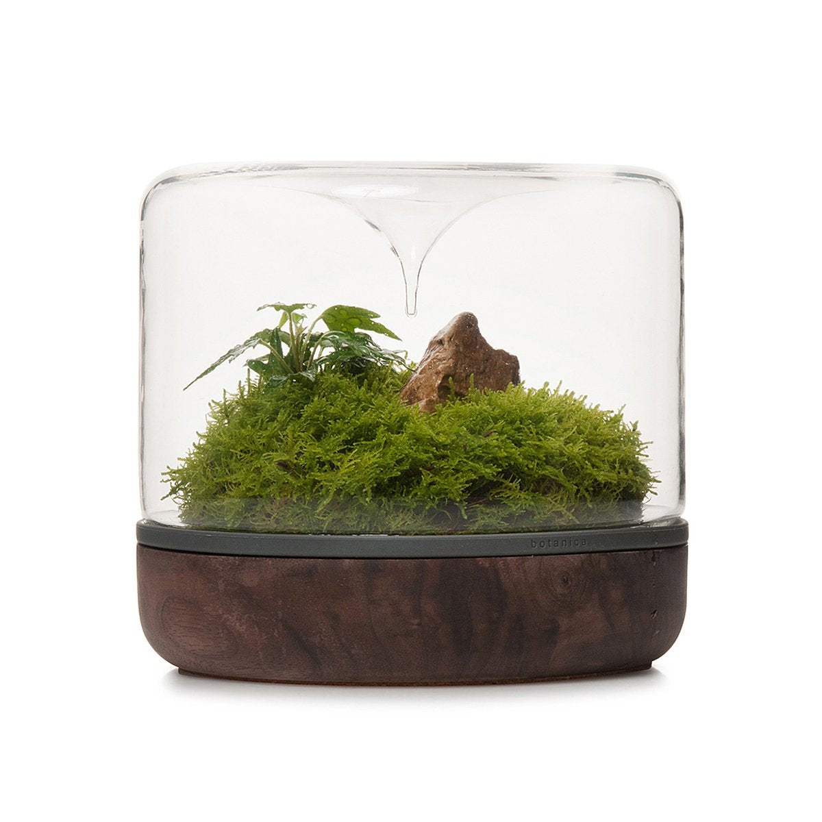 Terrarium de la forêt tropicale Sanctuary