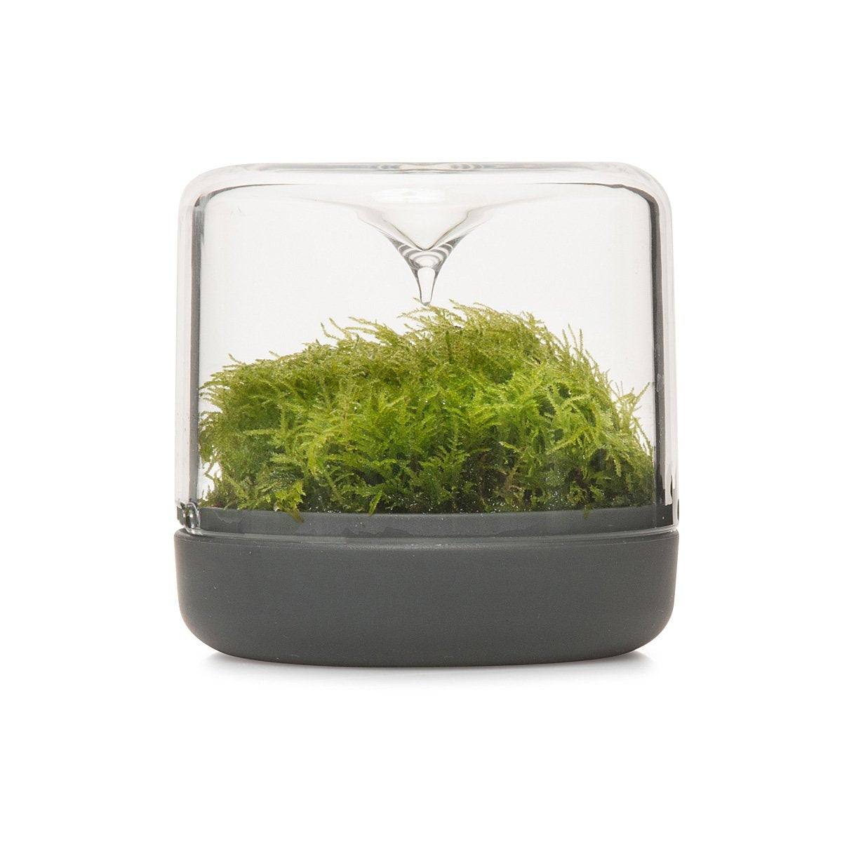 Terrarium Sanctuary Rainforest Petit modèle