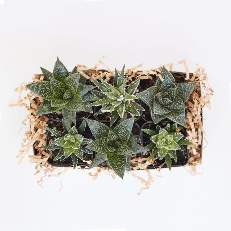 विभिन्न छोटे इनडोर सुकुलेंट्स