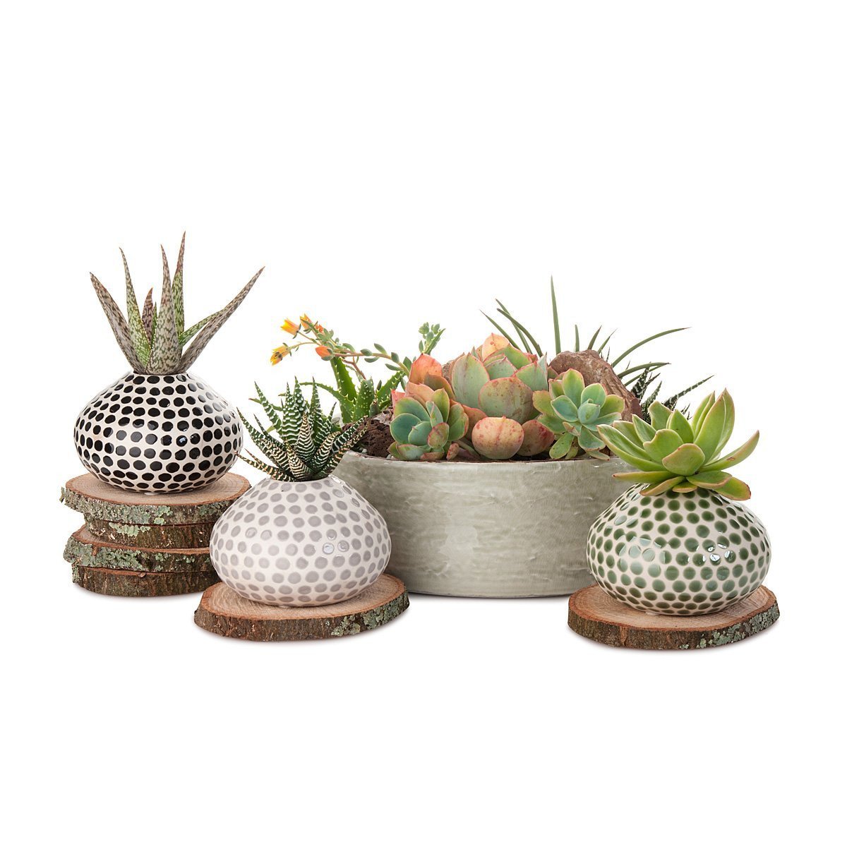 Succulent Spots Planter