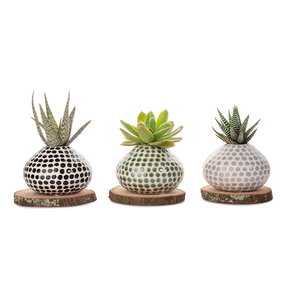 Succulent Spots Planter